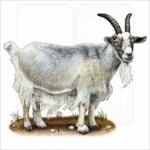 Domestic Goat illustration
