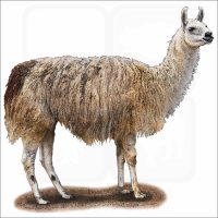Domestic Llama illustration