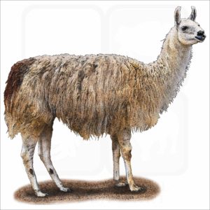 Domestic Llama illustration