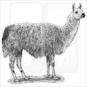 Domestic Llama