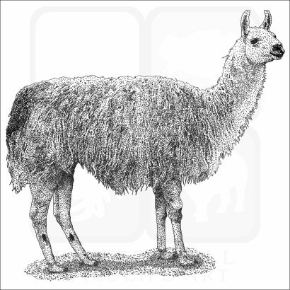 Domestic Llama