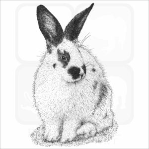 Domestic Rabbit