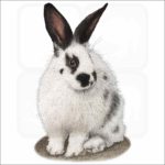 Domestic Rabbit illustration
