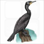 Double-Crested Cormorant illustration