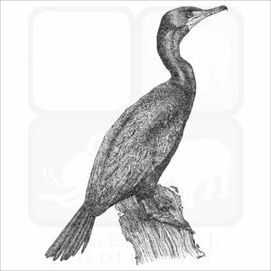 Double-Crested Cormorant
