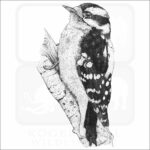 Downy Woodpecker