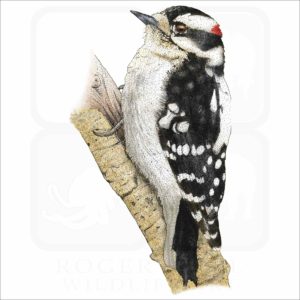 Downy Woodpecker illustration