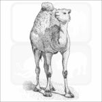 Dromedary or Arabian Camel