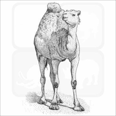 Dromedary or Arabian Camel