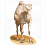Dromedary or Arabian Camel illustration