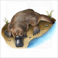 Duck-Billed Platypus illustration