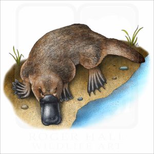 Duck-Billed Platypus illustration