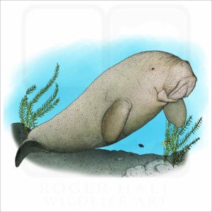 Dugong illustration