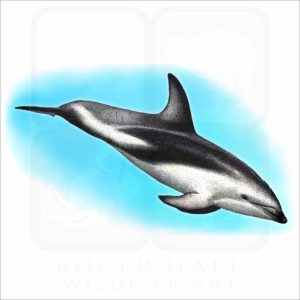 Dusky Dolphin illustration