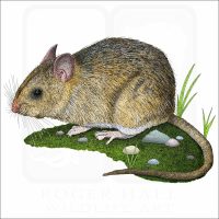 Dusky-Footed Woodrat illustration