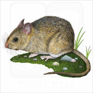 Dusky-Footed Woodrat illustration