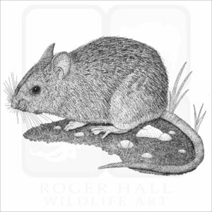 Dusky-Footed Woodrat