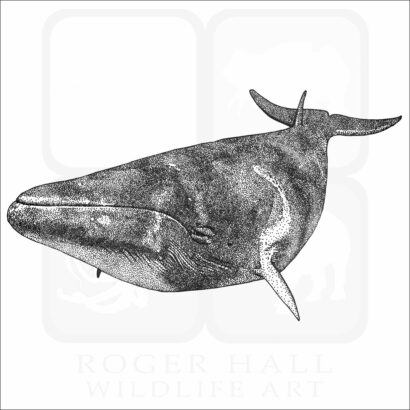 Dwarf Minke Whale