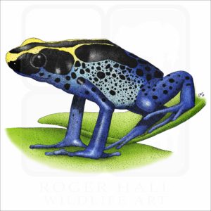 Dyeing Poison Dart Frog illustration