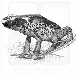 Dyeing Poison Dart Frog