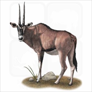 East African Oryx illustration