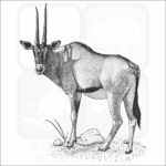 East African Oryx