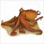 East Pacific Red Octopus illustration