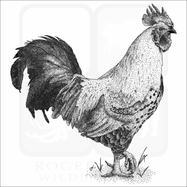 Easter Eggers Chicken