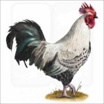 Easter Eggers Chicken illustration