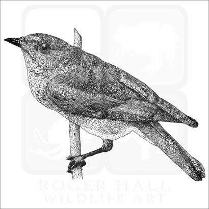 Eastern Bluebird