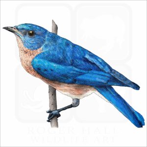 Eastern Bluebird illustration
