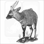 Eastern Bongo