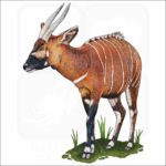 Eastern Bongo illustration
