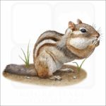Eastern Chipmunk illustration