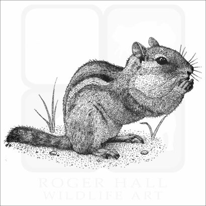 Eastern Chipmunk