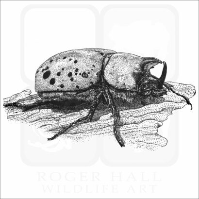 Eastern Hercules Beetle