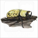 Eastern Hercules Beetle illustration