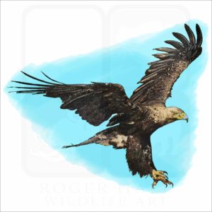 Eastern Imperial Eagle illustration