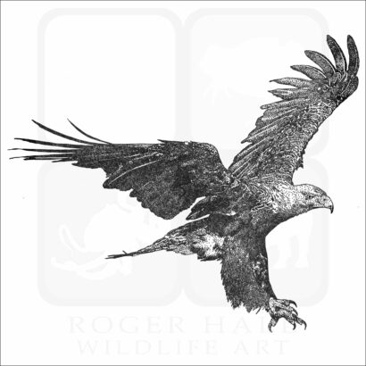 Eastern Imperial Eagle