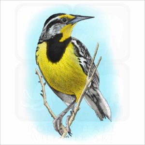 Eastern Meadowlark illustration