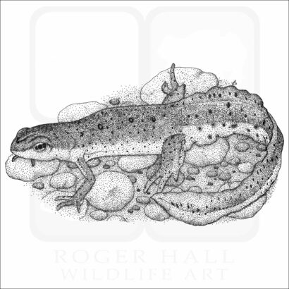 Eastern Newt