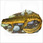 Eastern Newt illustration