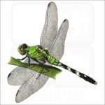 Eastern Pondhawk Dragonfly illustration