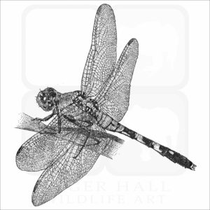 Eastern Pondhawk Dragonfly