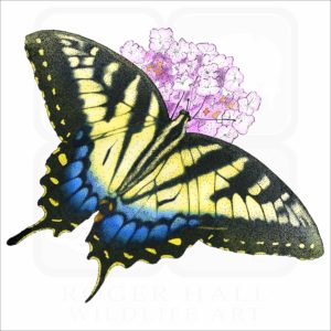 Eastern Tiger Swallowtail illustration