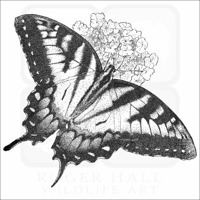 Eastern Tiger Swallowtail Butterfly