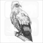 Egyptian Vulture