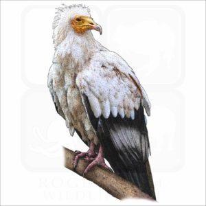 Egyptian Vulture illustration