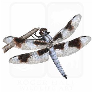 Eight-Spotted Skimmer Dragonfly illustration