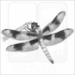 Eight-Spotted Skimmer Dragonfly